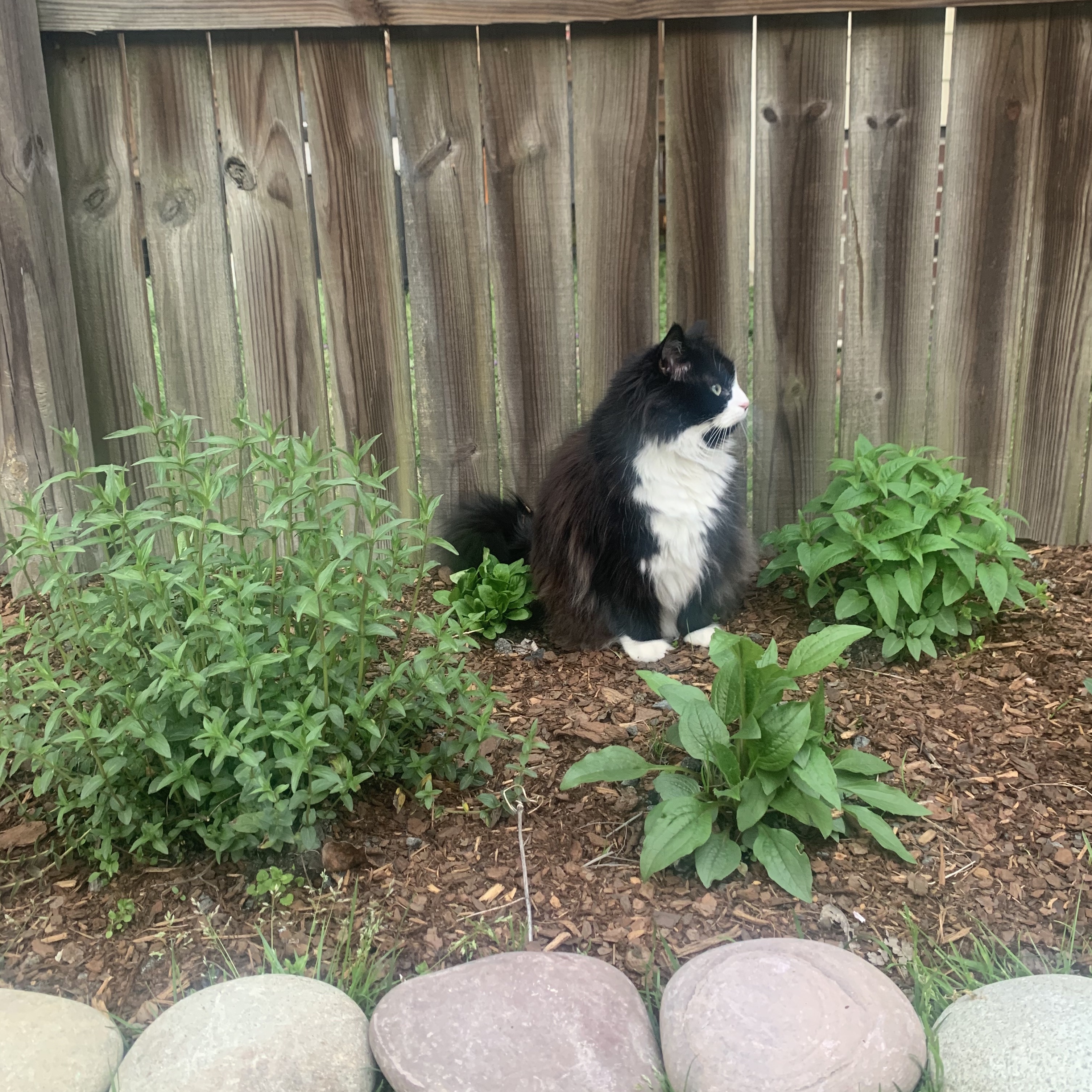 birdie in the garden