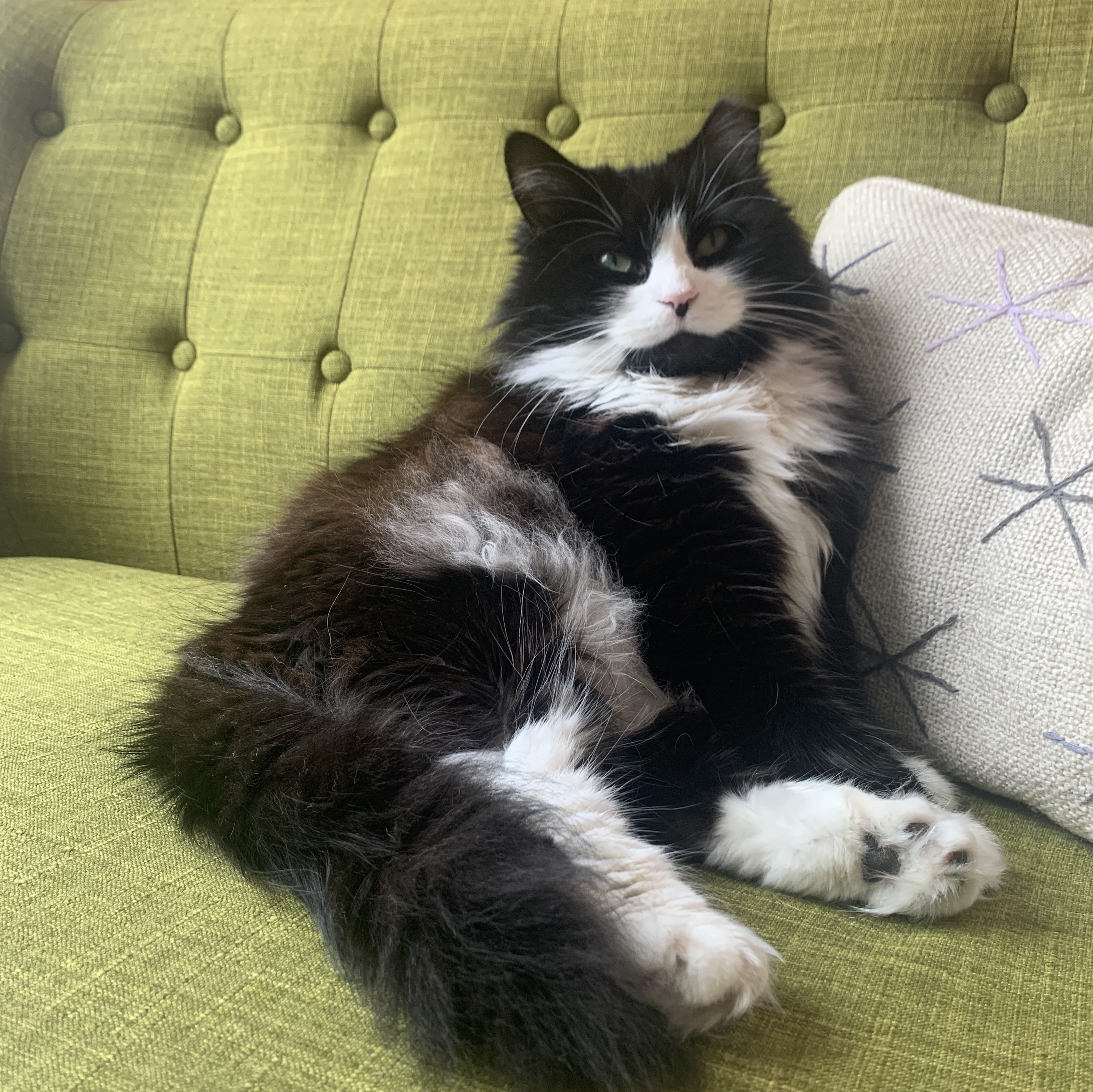 birdie on her green couch
