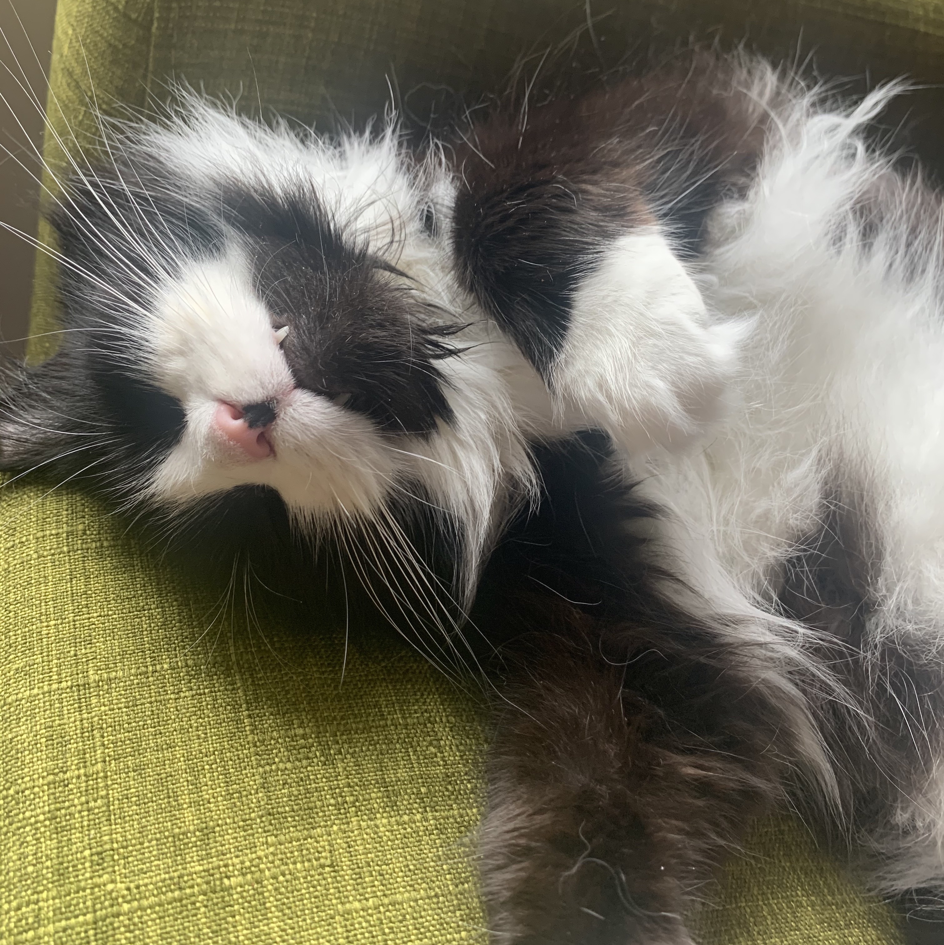 birdies teeth stick out like fangs