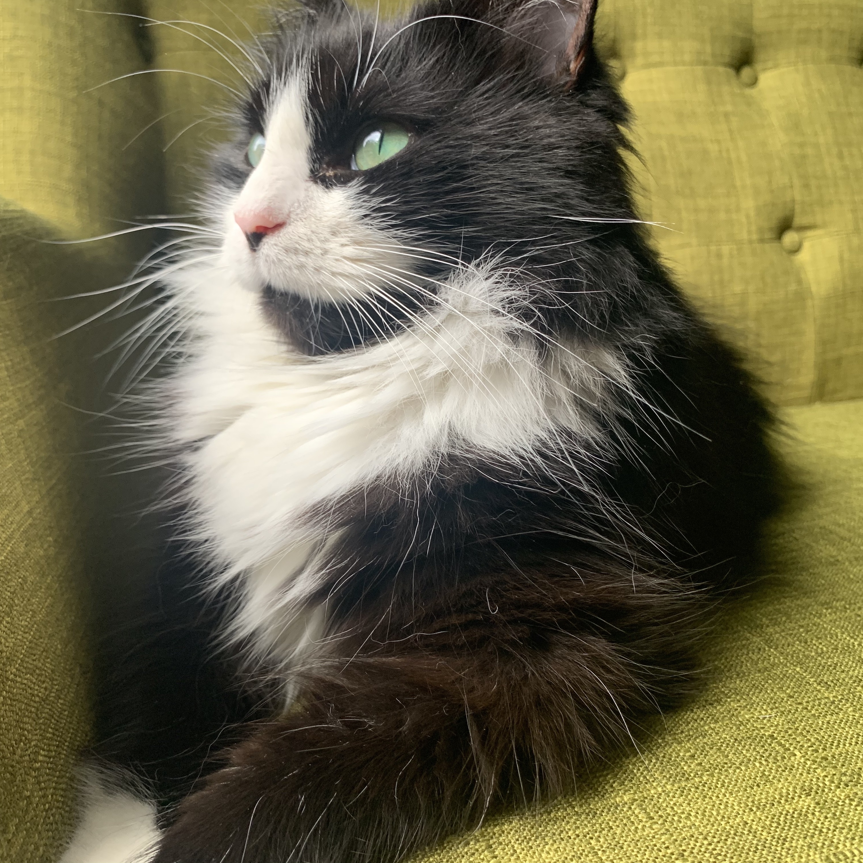 birdie looks like a queen