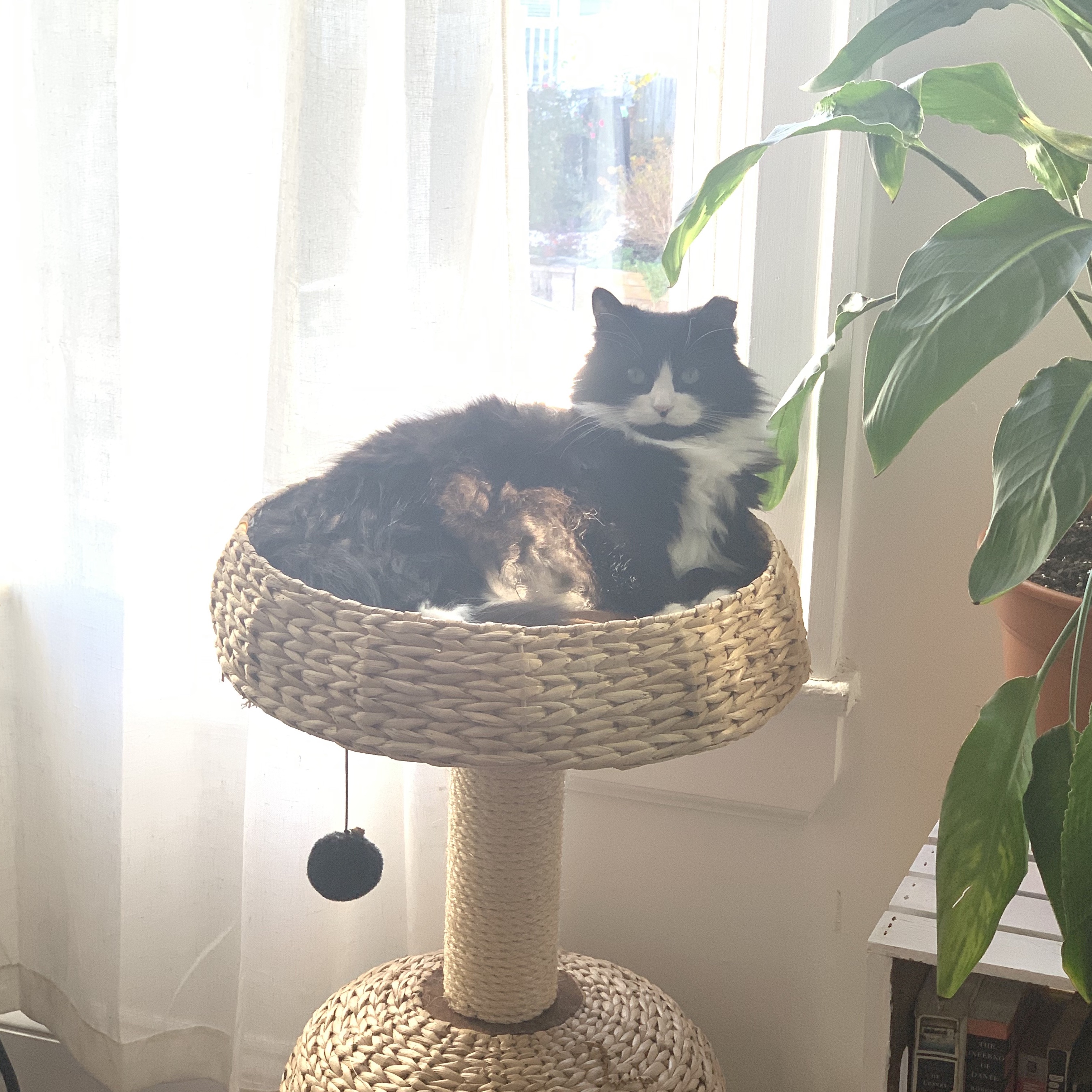 birdie in her wicker bed