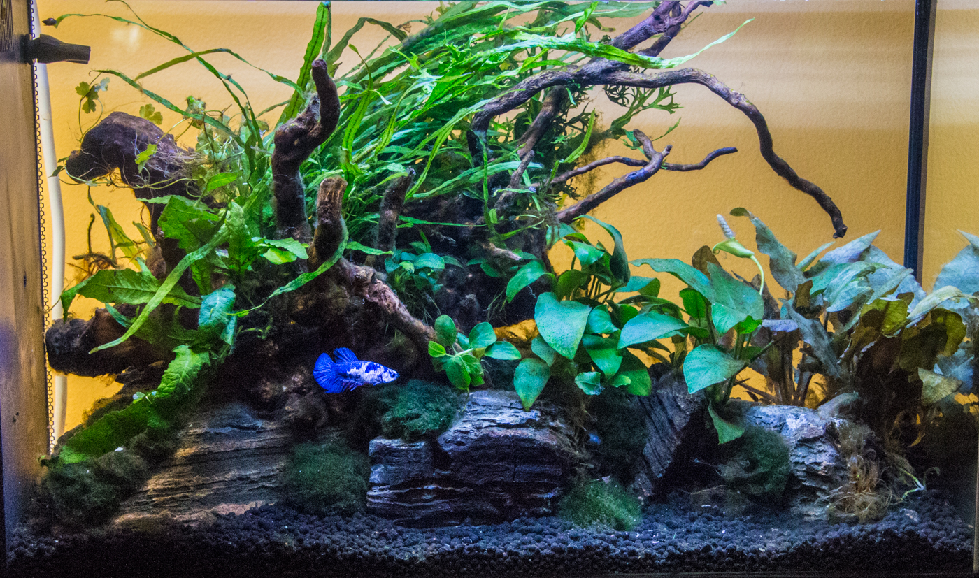 planted betta tank
