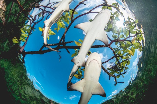 Seen from below, the white bellies of lemon sharks help them to disappear in bright sunlight - the blue sky in this photo is misleading. 
        From above, their yellow-tinted skin belnds in perfectly with the mangrove's sandy seabed © Shane Gross