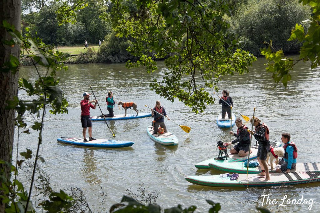 People paddleboarding