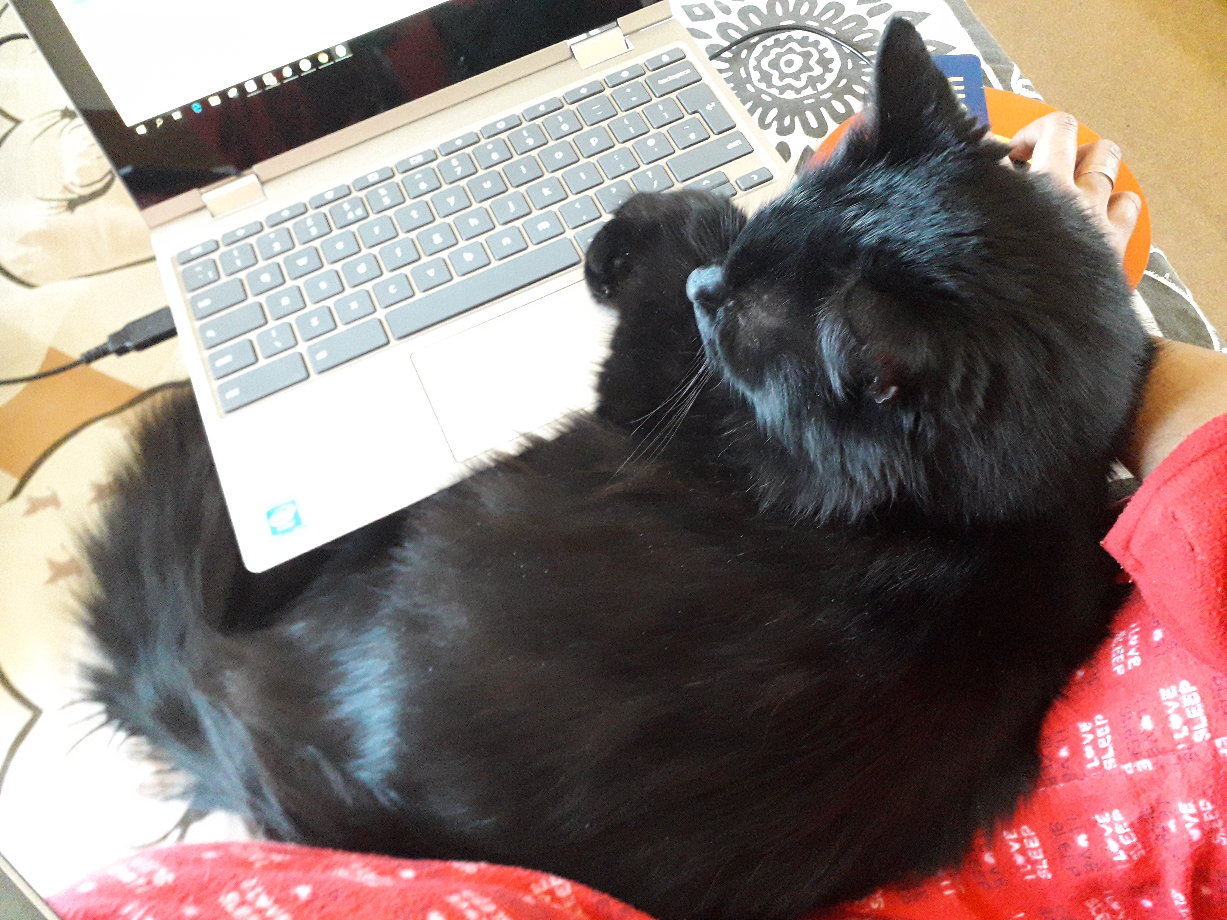 Tiffany-Chantilly cat