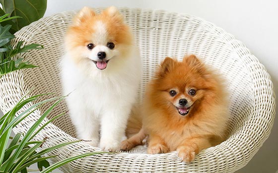 pomeranian
