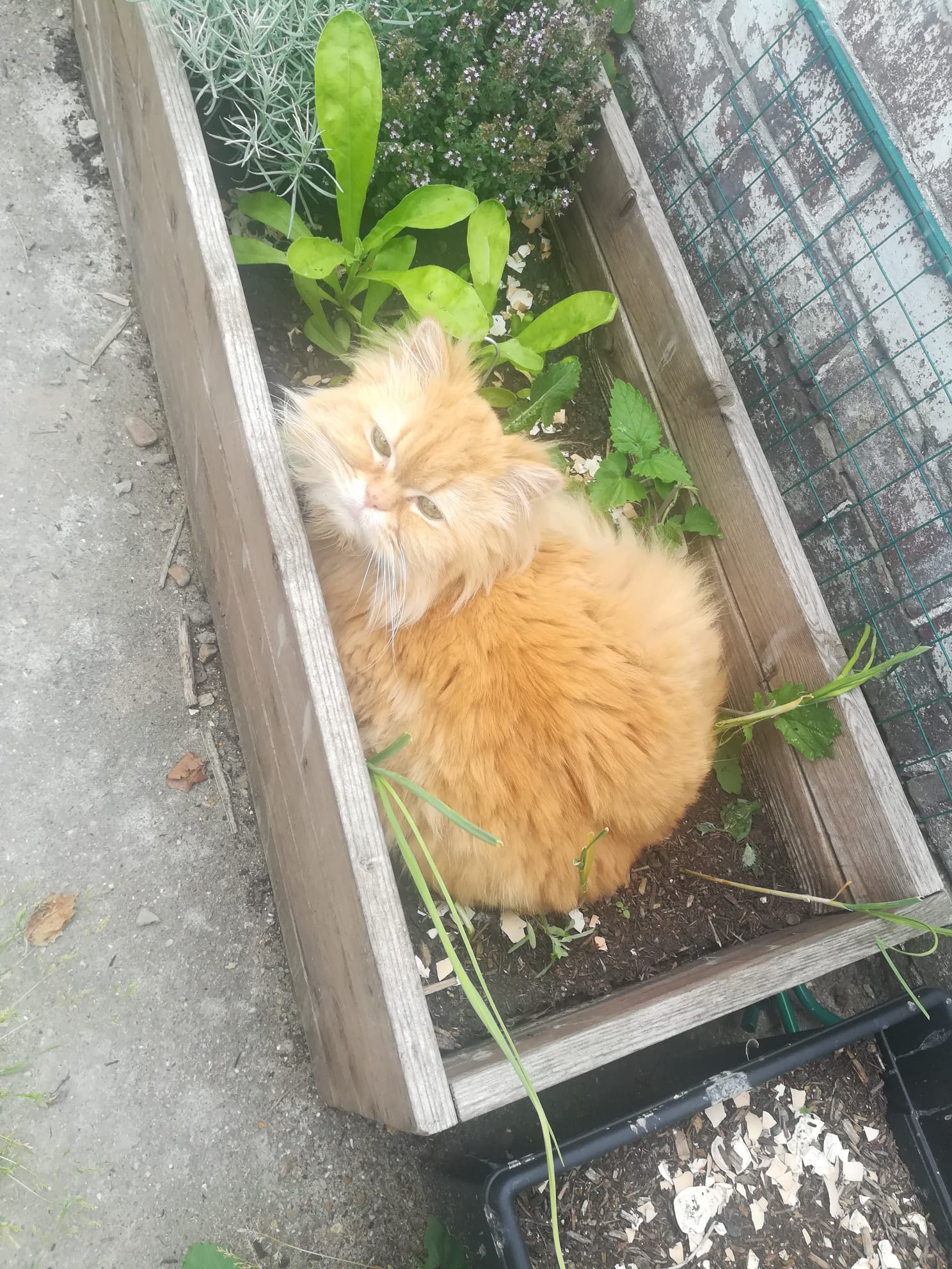 my cat Winnie in a planter pot