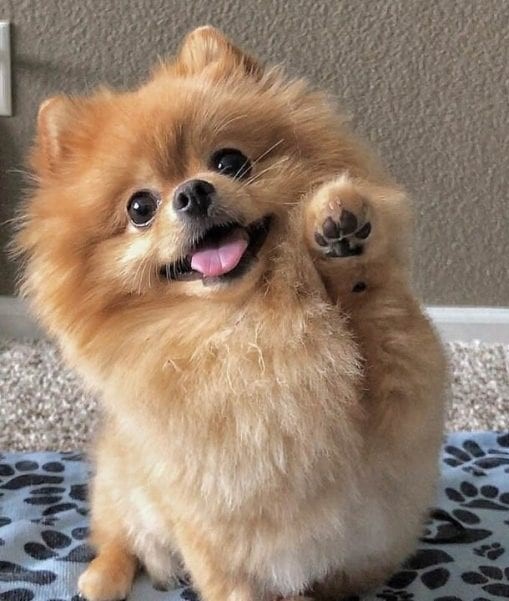 pomeranian