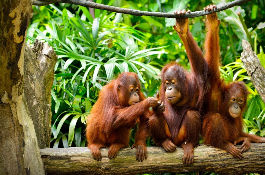 Infant Orangutans