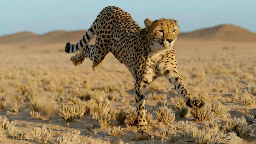 Cheetah