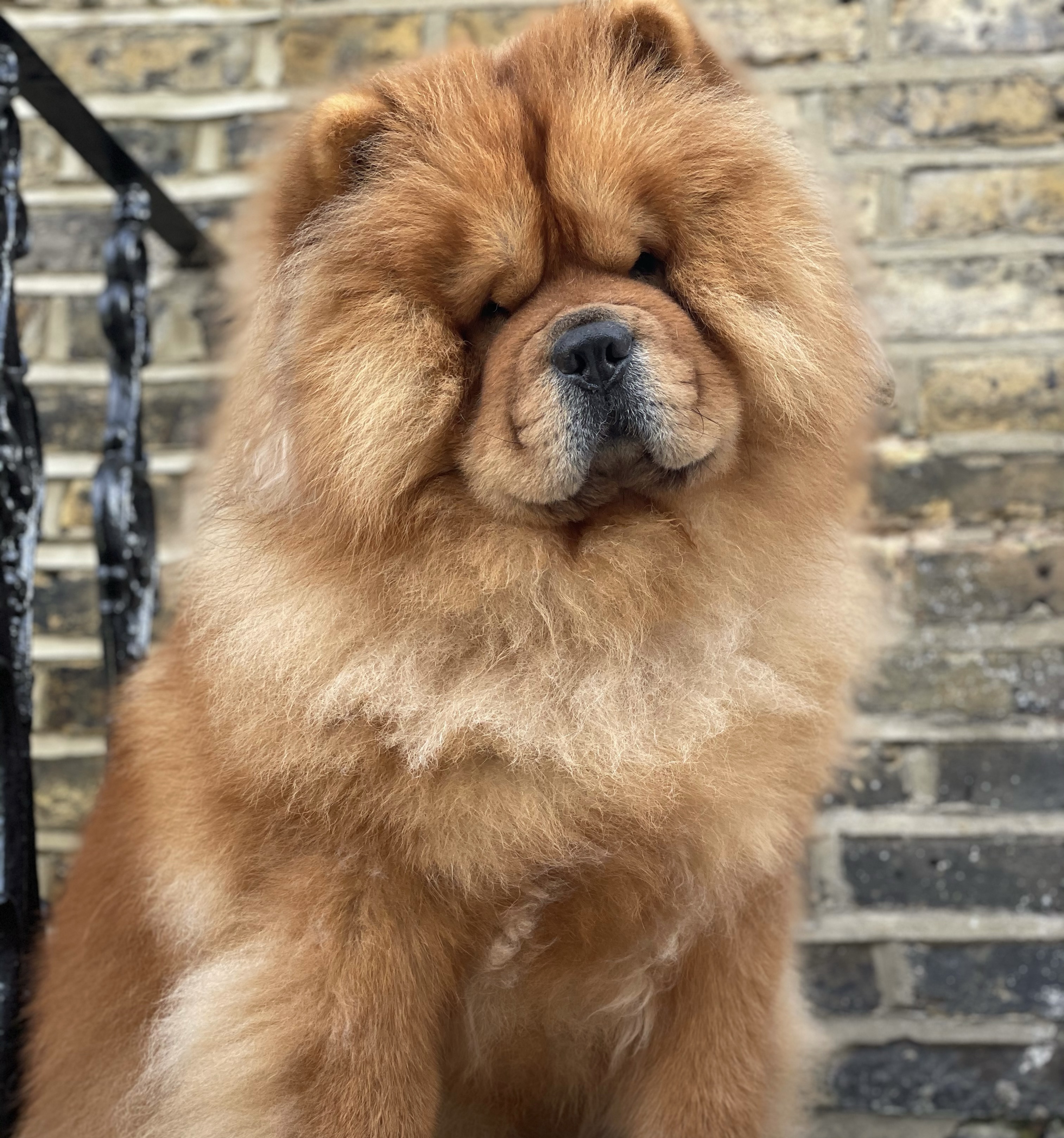 Kevin the Chow Chow
