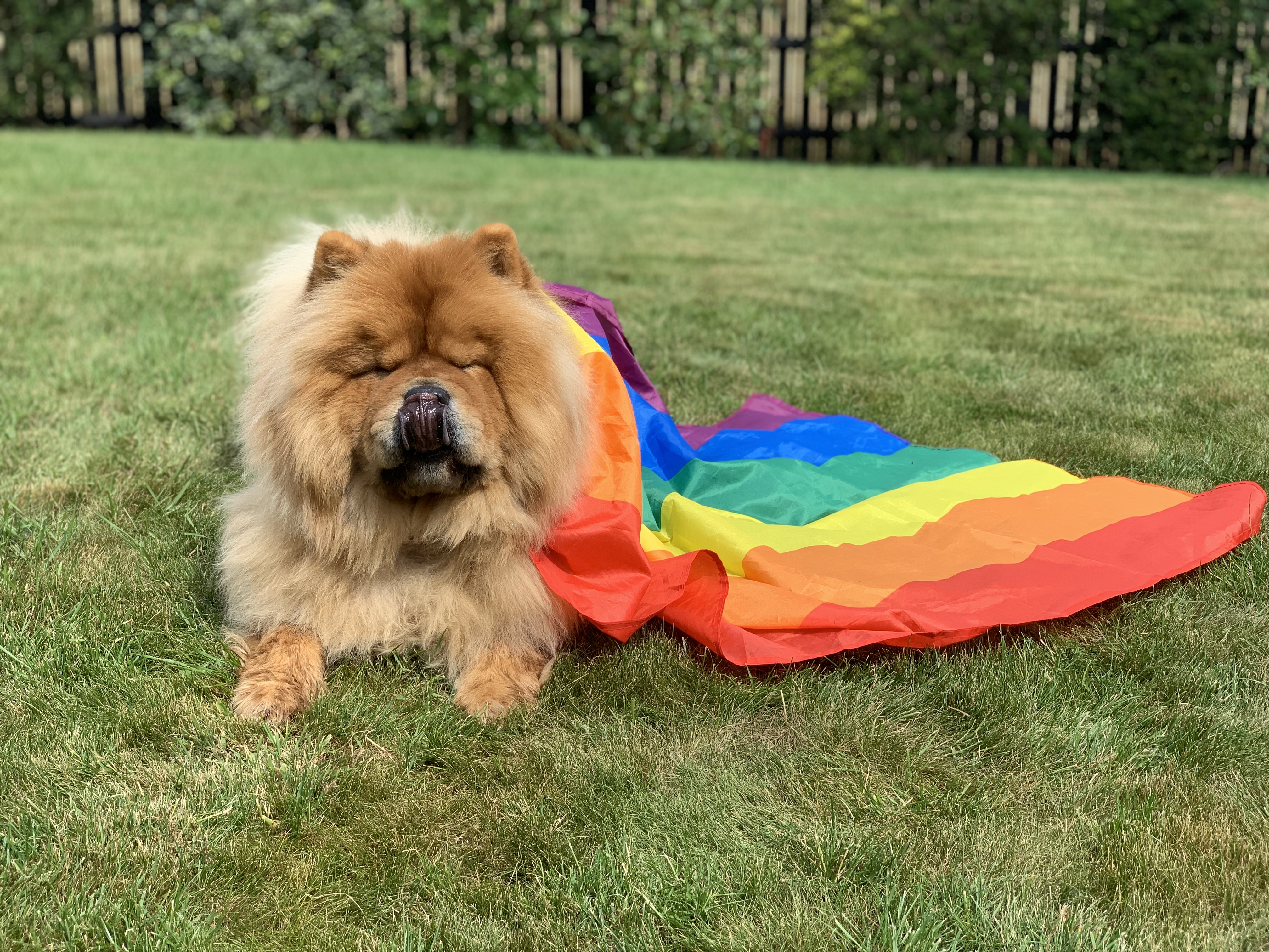 Kevin the Chow Chow in a rainbow flag