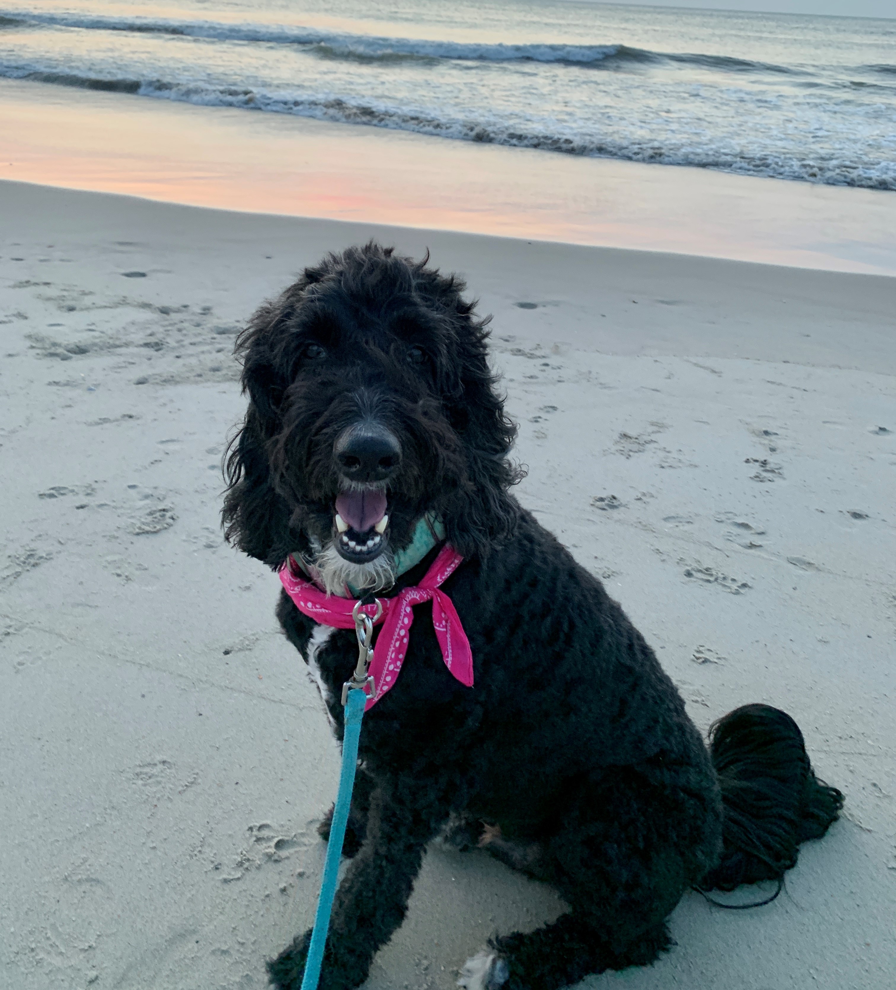 Black & White Tuxedo Labradoodle