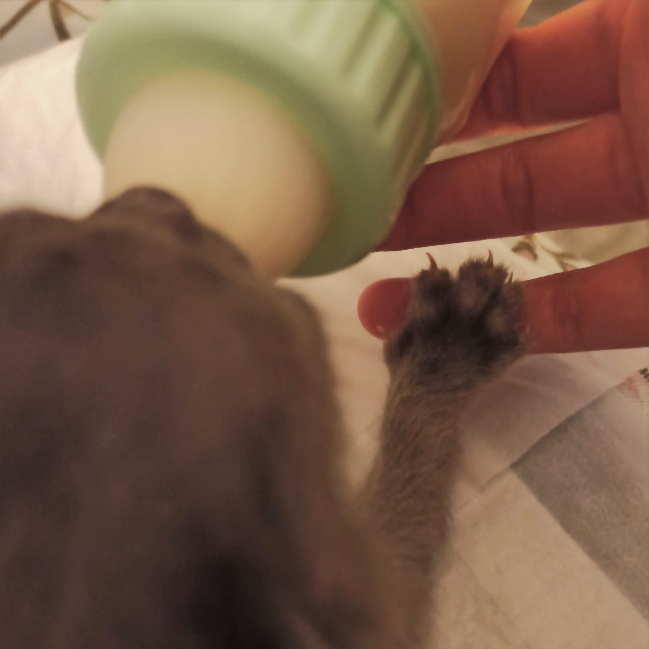 Kitten having a bottle