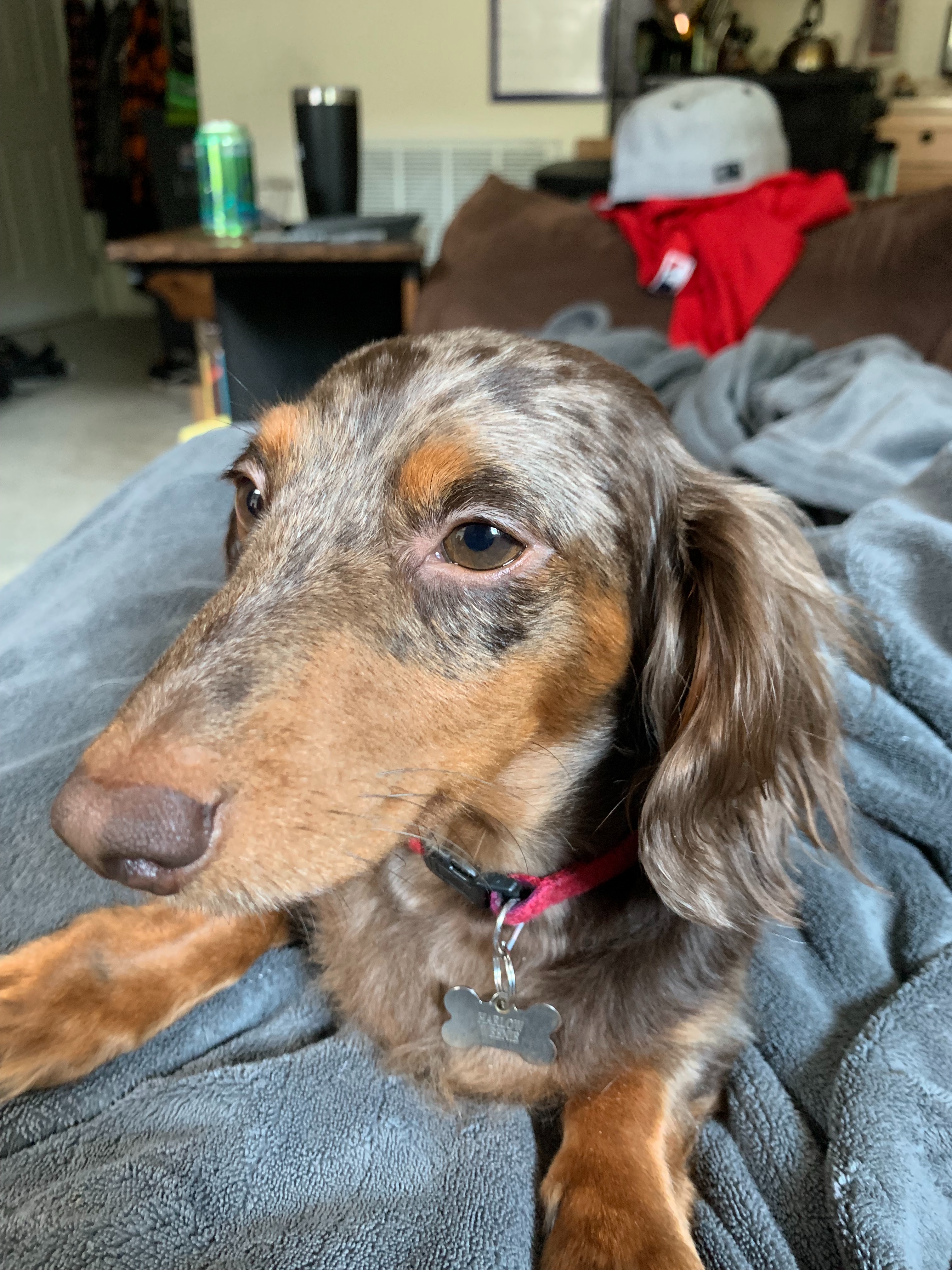 doxie