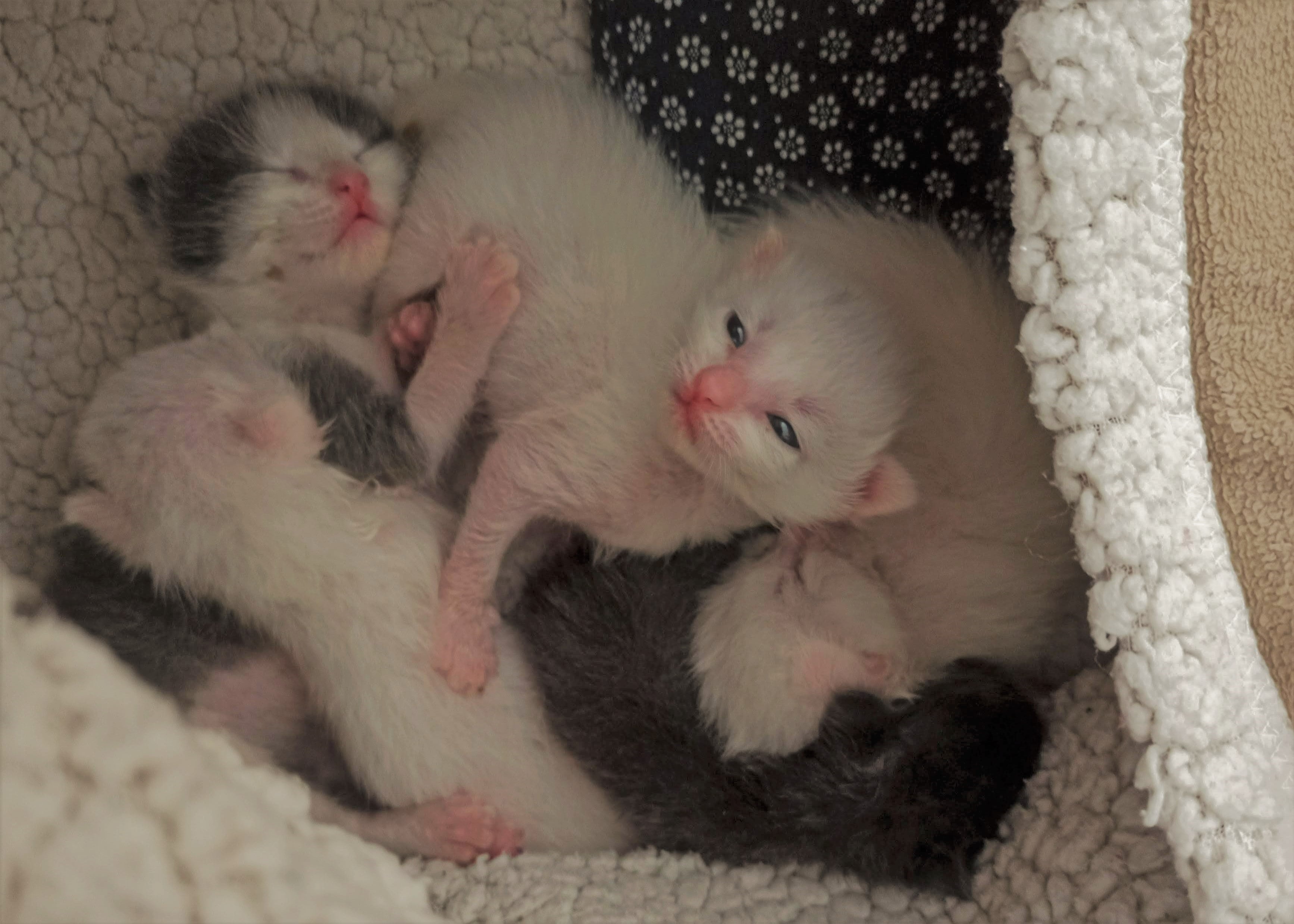 kittens inside a box
