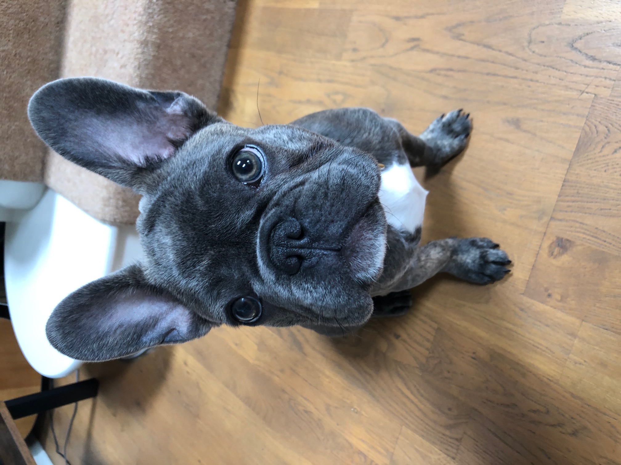 Jax the French Bulldog