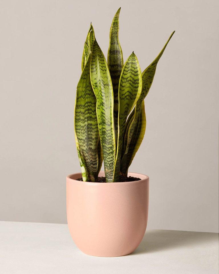 Snake Plant