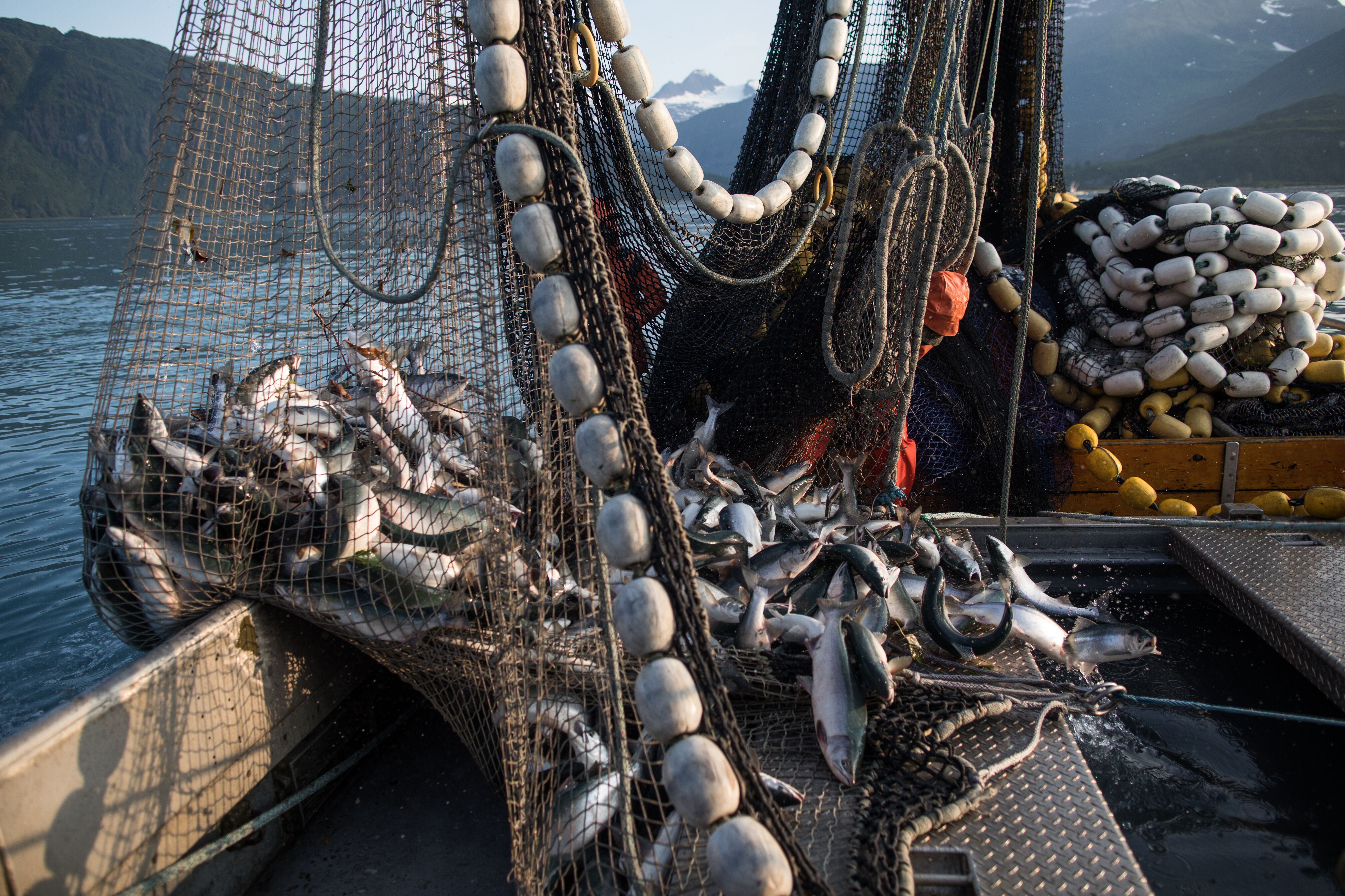 Salmon seining in Alaska
