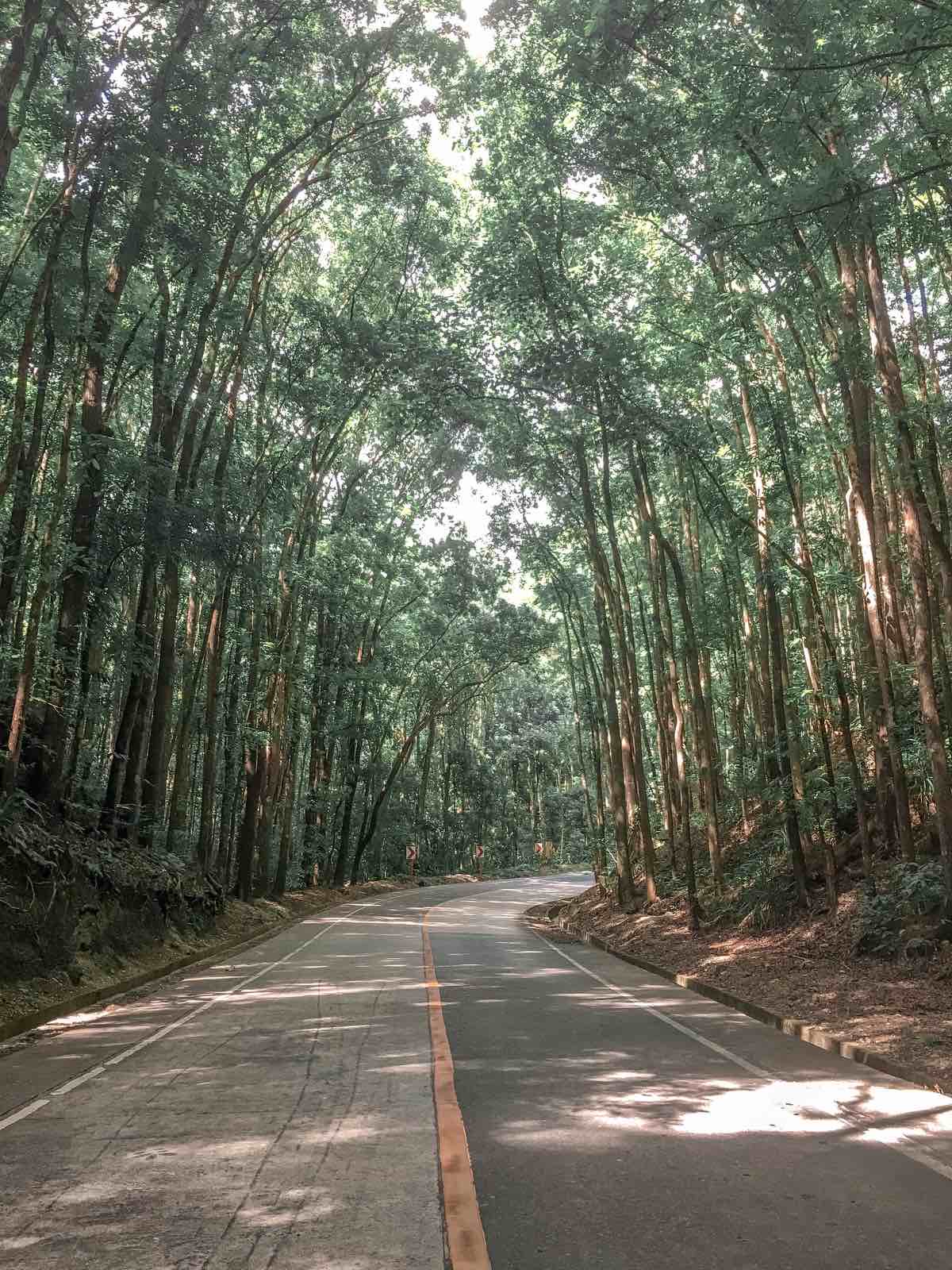 curve road with bamboos on the side