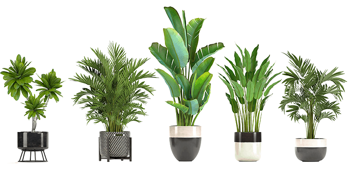 Four house plants