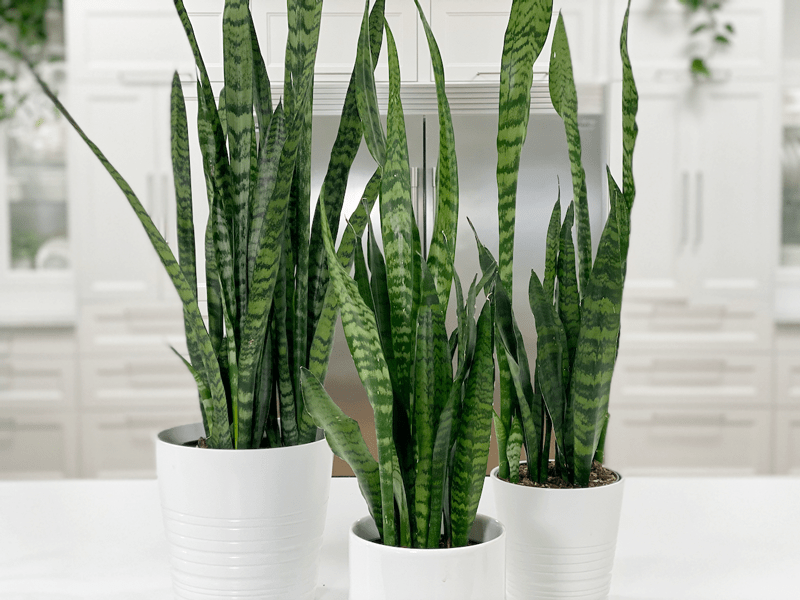 snake plants