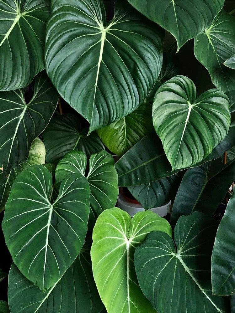 Philodendron