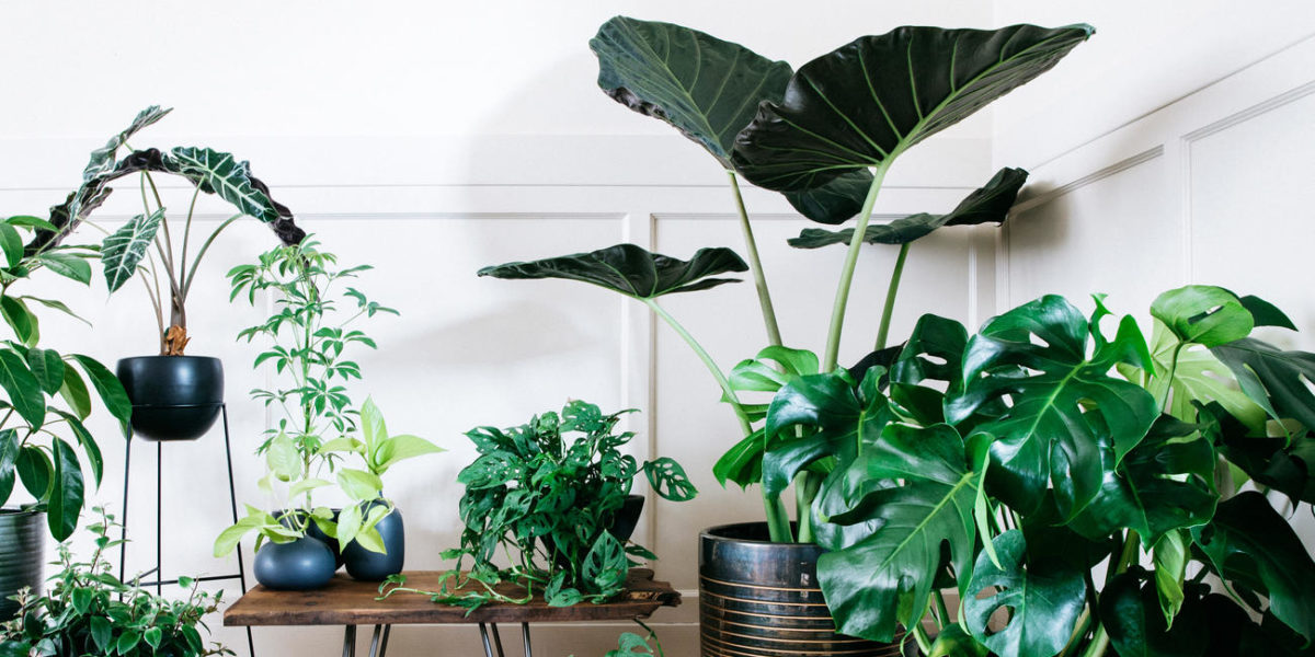 Assorted Houseplants