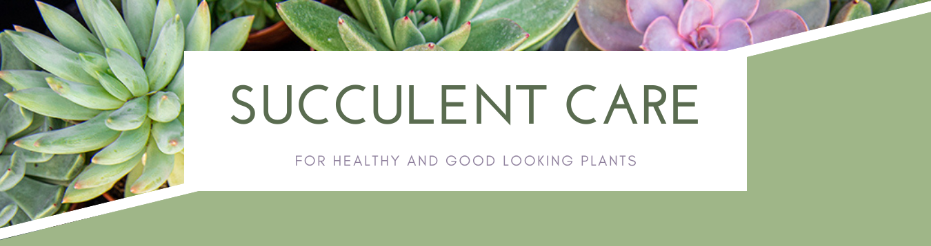 Succulent care header 