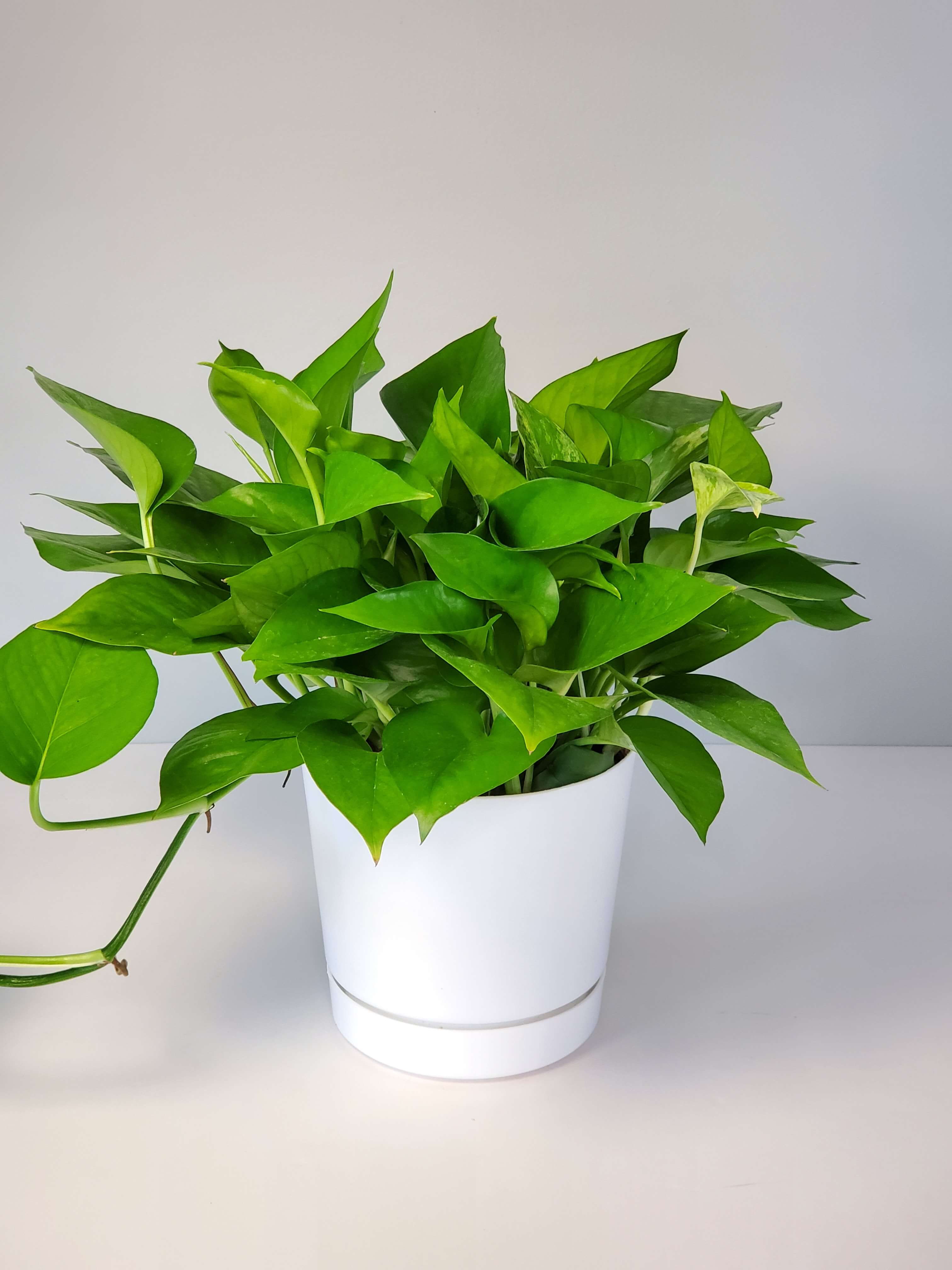 Philodendron