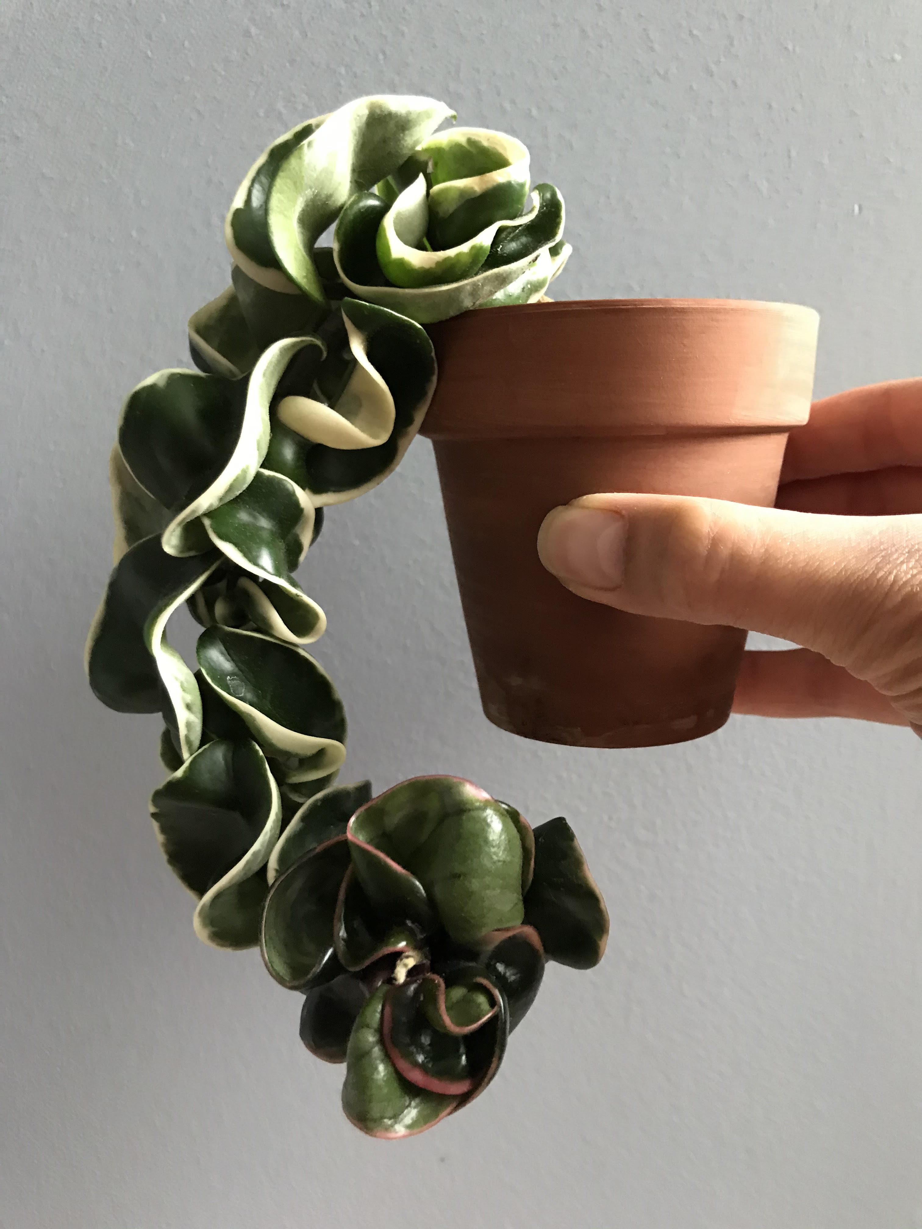 Hoya Compacta Variegata