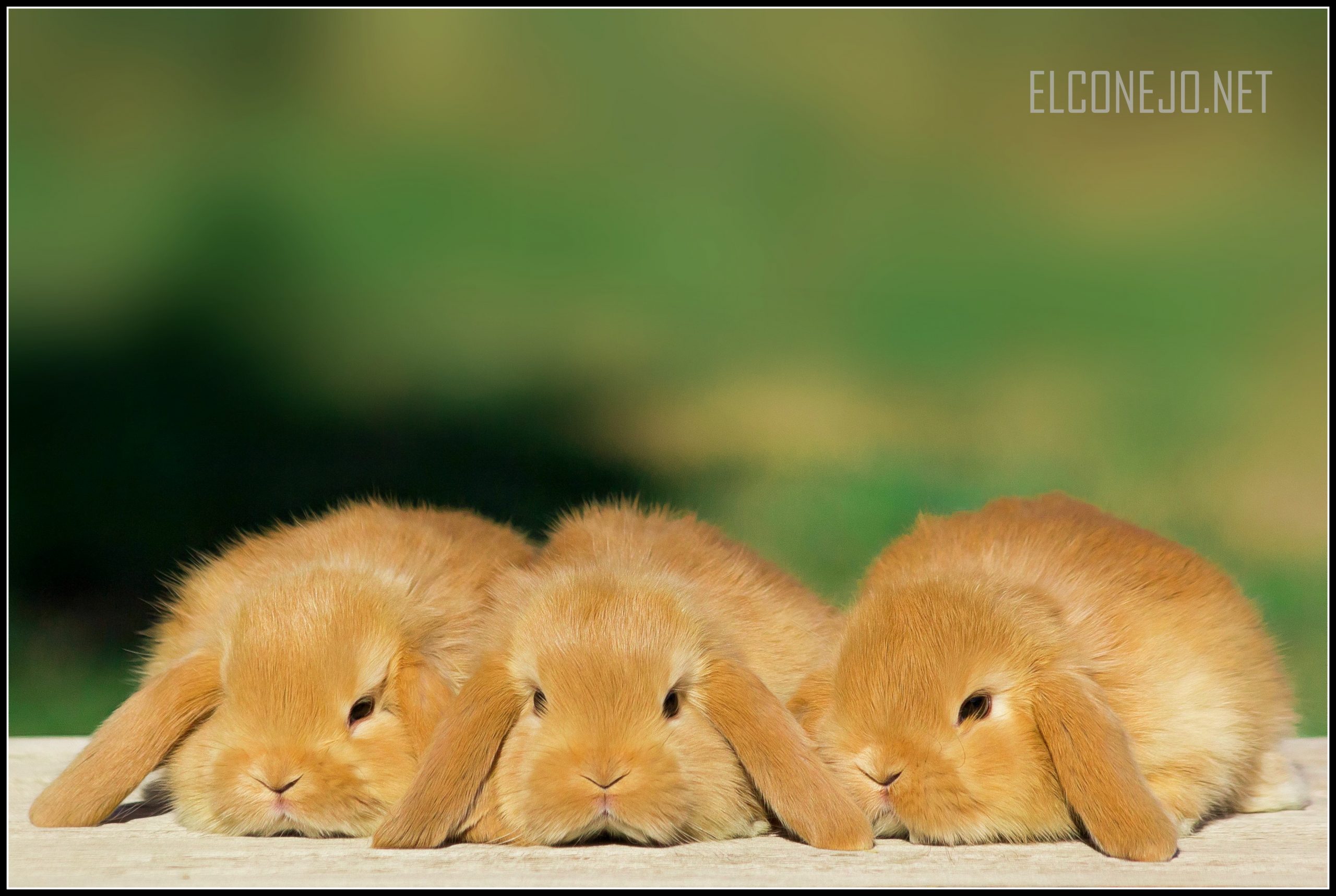 Mini lops on our farm