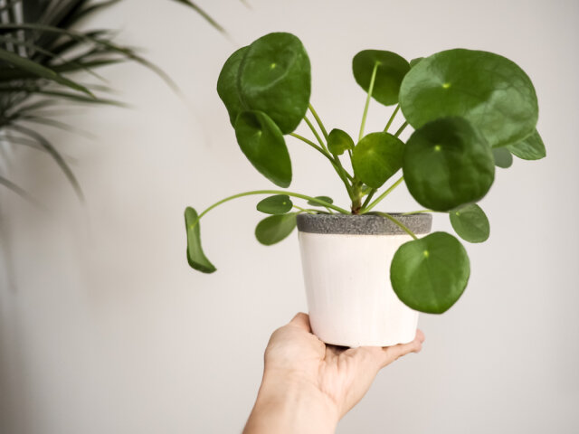 Chinese money plant in a pot