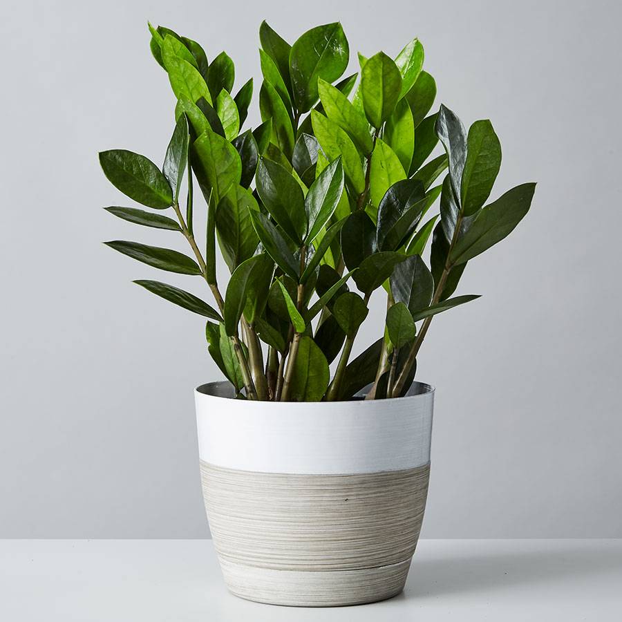 ZZ plant in a pot