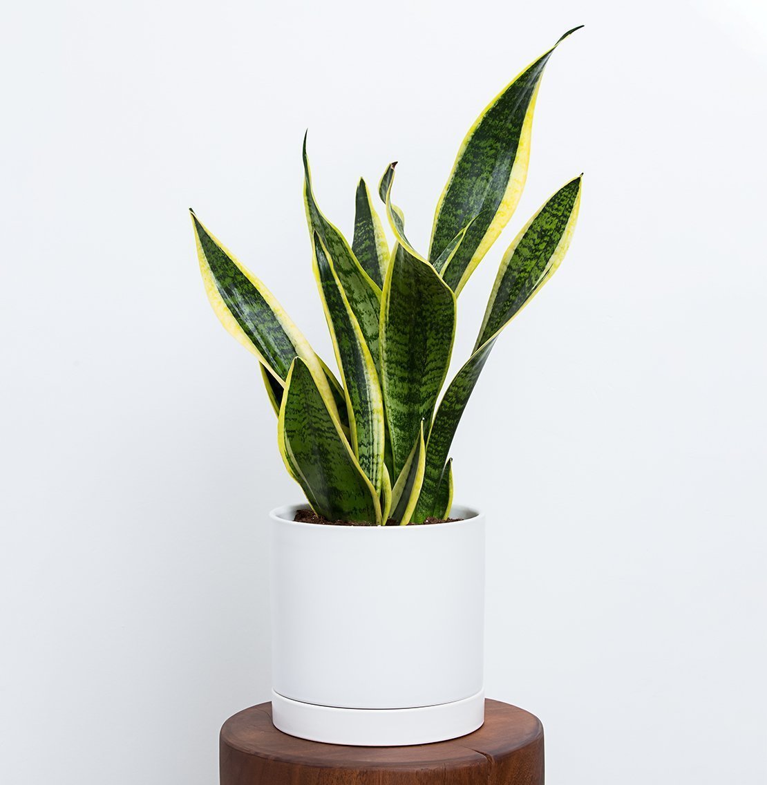 Snake plant in a pot
