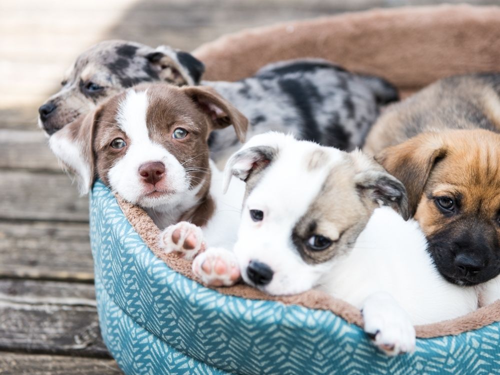 picture
      of
      puppies