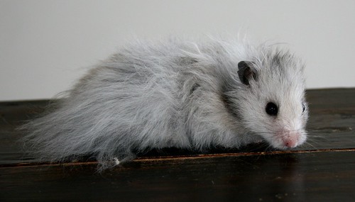 Silver Hamster