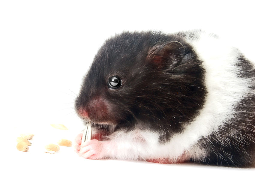 Black Hamster