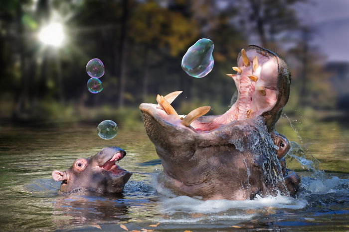 Hippos with bubbles