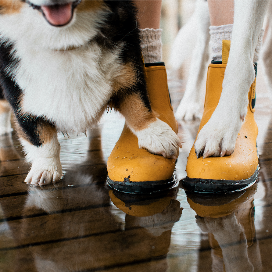 Yellow Gumboot