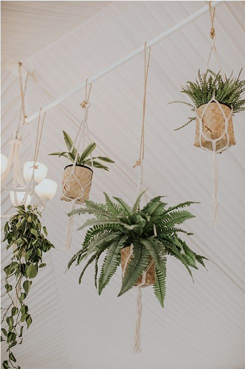 Hanging plants