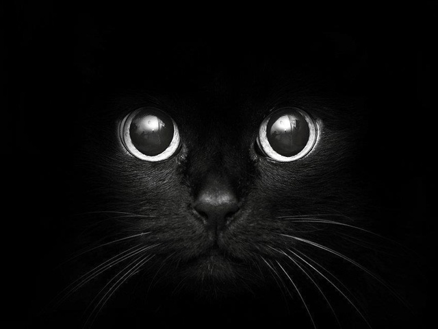 Black Spooky Cat