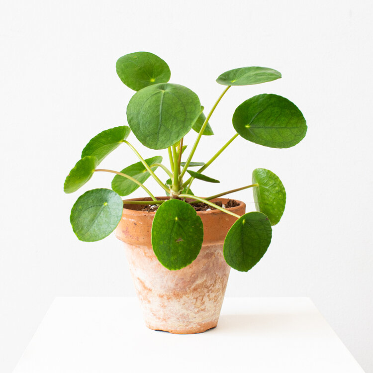 Pilea