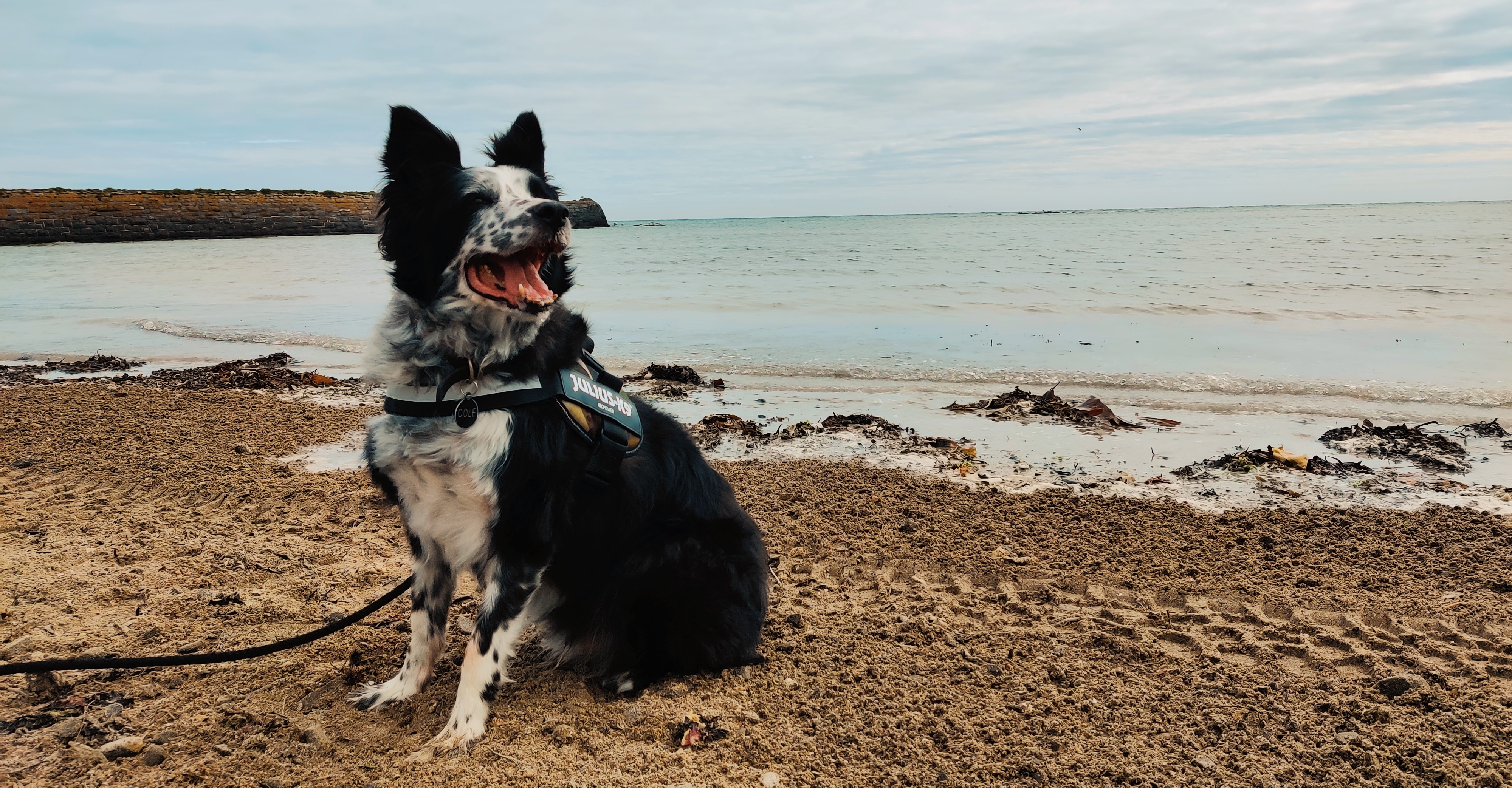 Cole the Border Collie
