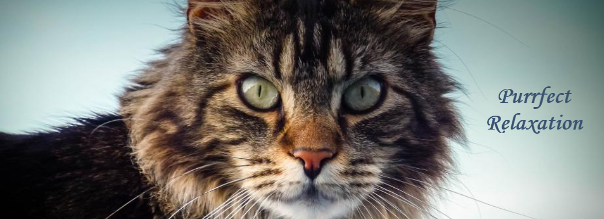 Purrfect Relaxation Logo Picture