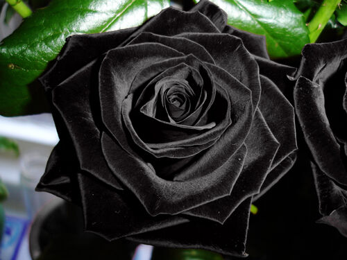 BlackRose