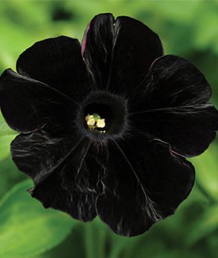 BlackPetunia