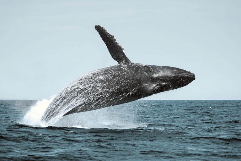 Humpback Whale