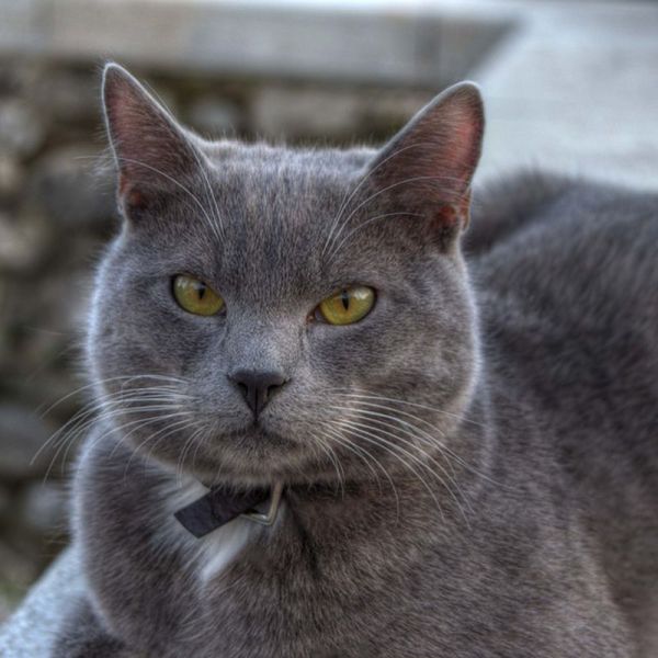 grey cat