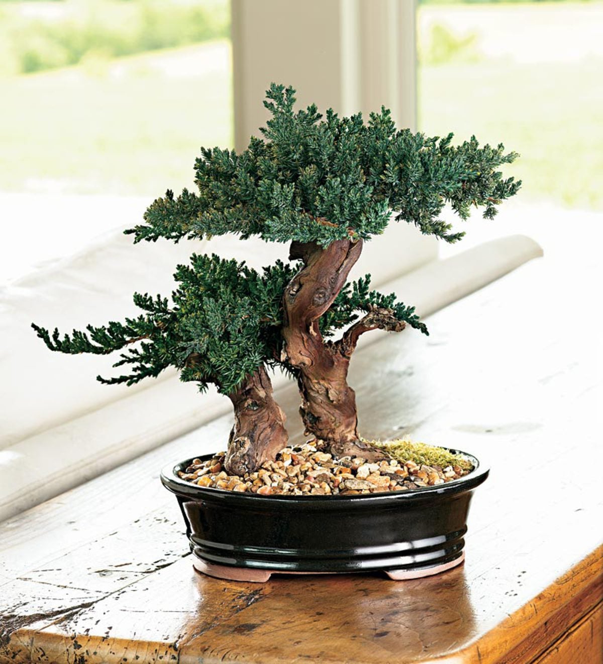 Bonsai 2